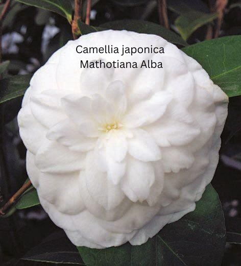 Camellia japonica weiß - Kamelie mit weißen Blüten